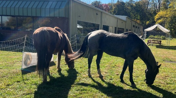 two horses backlit by sun eating grass
