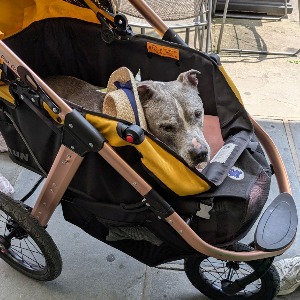 Grey dog with hat in stroller