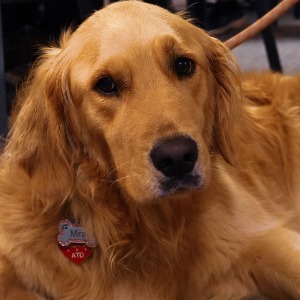 Mira the Golden Retriever therapy dog