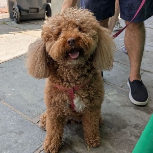 Fluffy dog on lease